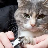 memotong kuku kucing