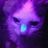 jamur ringworm pada kucing, bulu kucing rontok