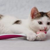 kucing perlu sikat gigi