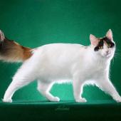 ras kucing turkish van