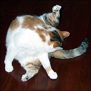 kucing tidak bisa kencing, FUS,FLUTD