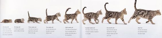 pertumbuhan-kucing.jpg