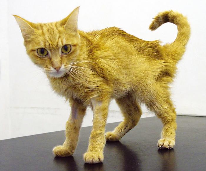 kucing gagal ginjal